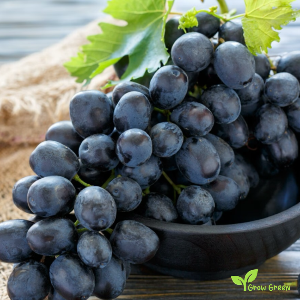 5 seeds of Black Grape - VITIS + Gift 5 seeds of Sunflower