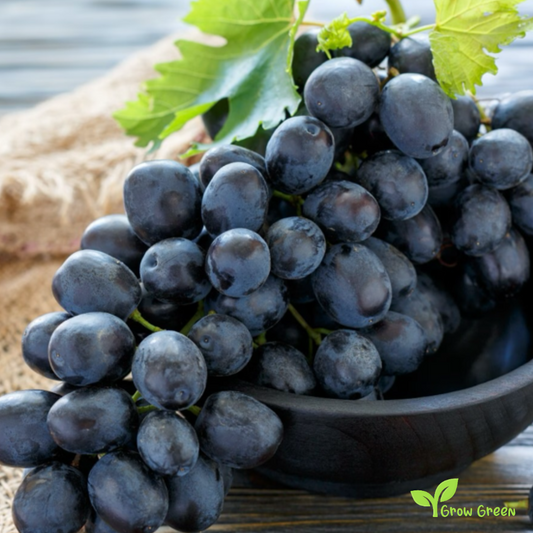 5 seeds of Black Grape - VITIS + Gift 5 seeds of Sunflower