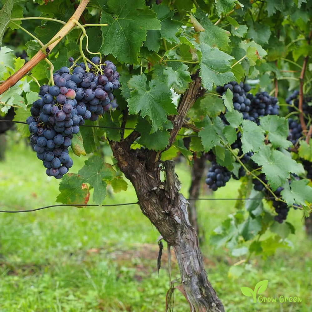 5 seeds of Black Grape - VITIS + Gift 5 seeds of Sunflower