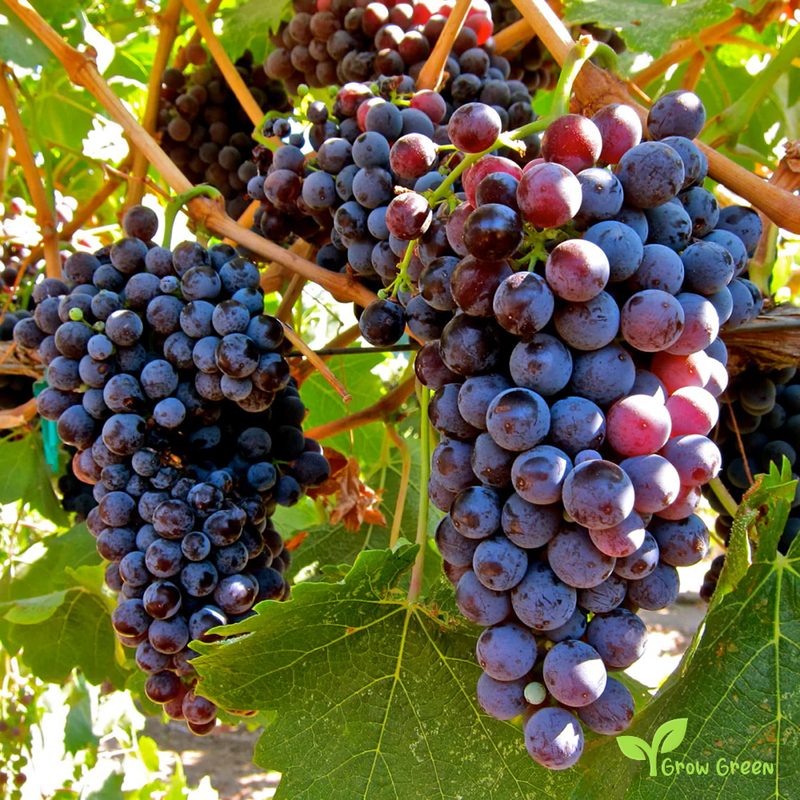 5 seeds of Black Grape - VITIS + Gift 5 seeds of Sunflower