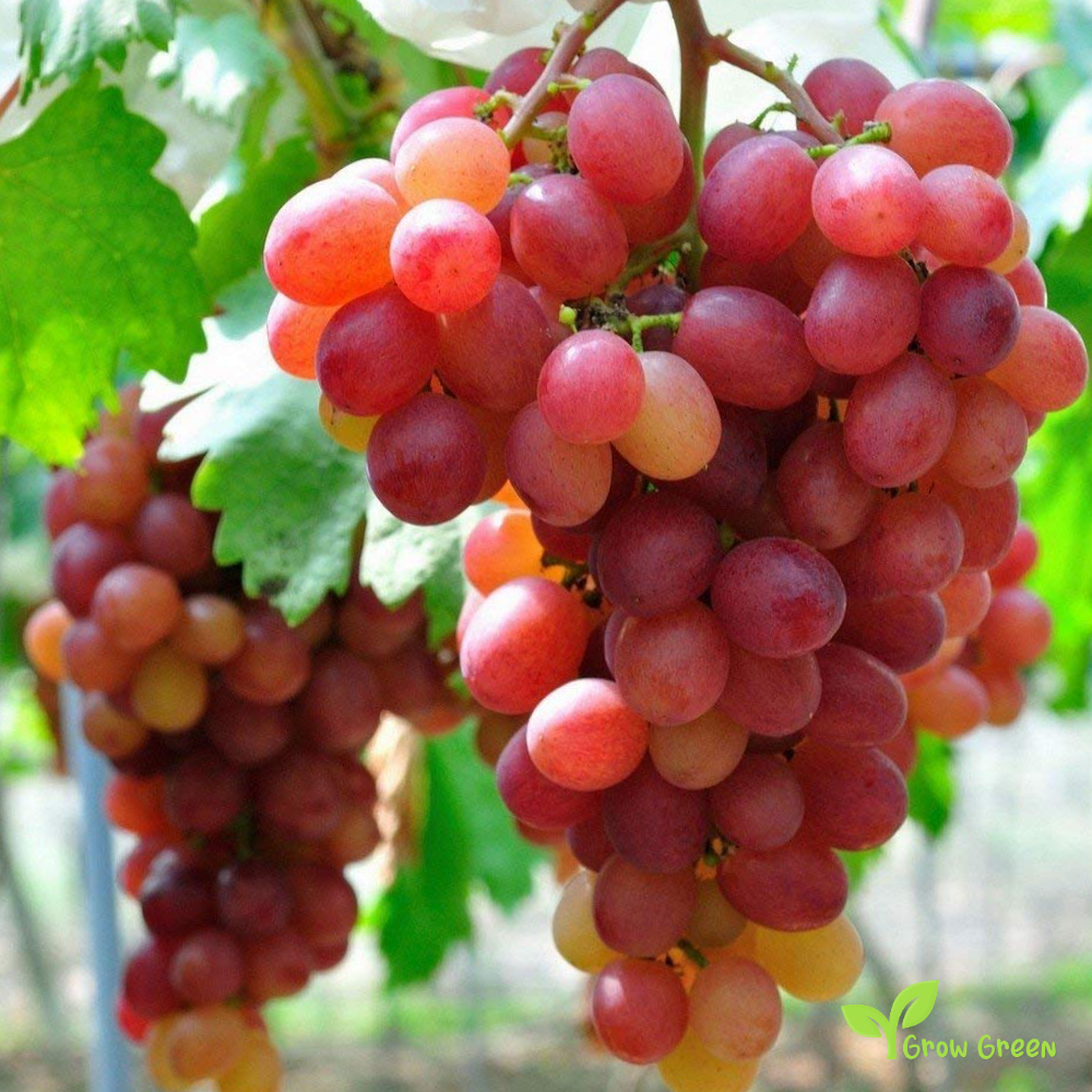 5 seeds of Crimson Grape - VITIS + Gift 5 seeds of Sunflower