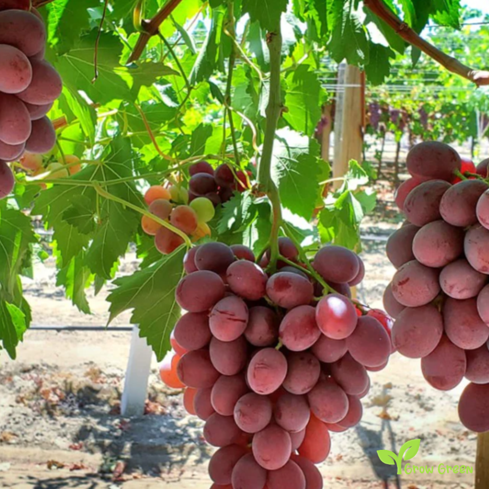 5 seeds of Crimson Grape - VITIS + Gift 5 seeds of Sunflower