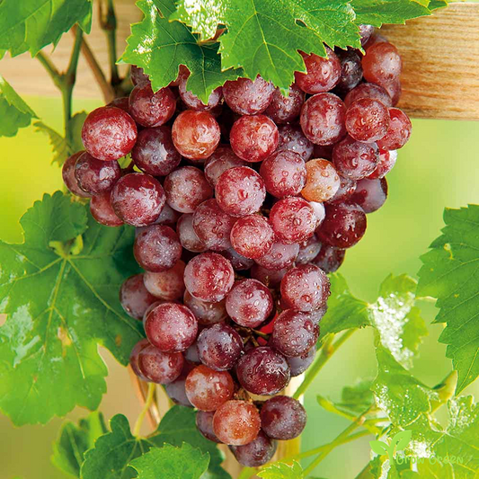 5 seeds of Crimson Grape - VITIS + Gift 5 seeds of Sunflower