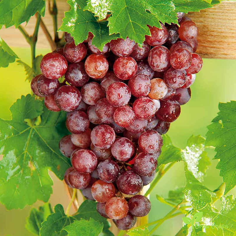5 seeds of Crimson Grape - VITIS + Gift 5 seeds of Sunflower