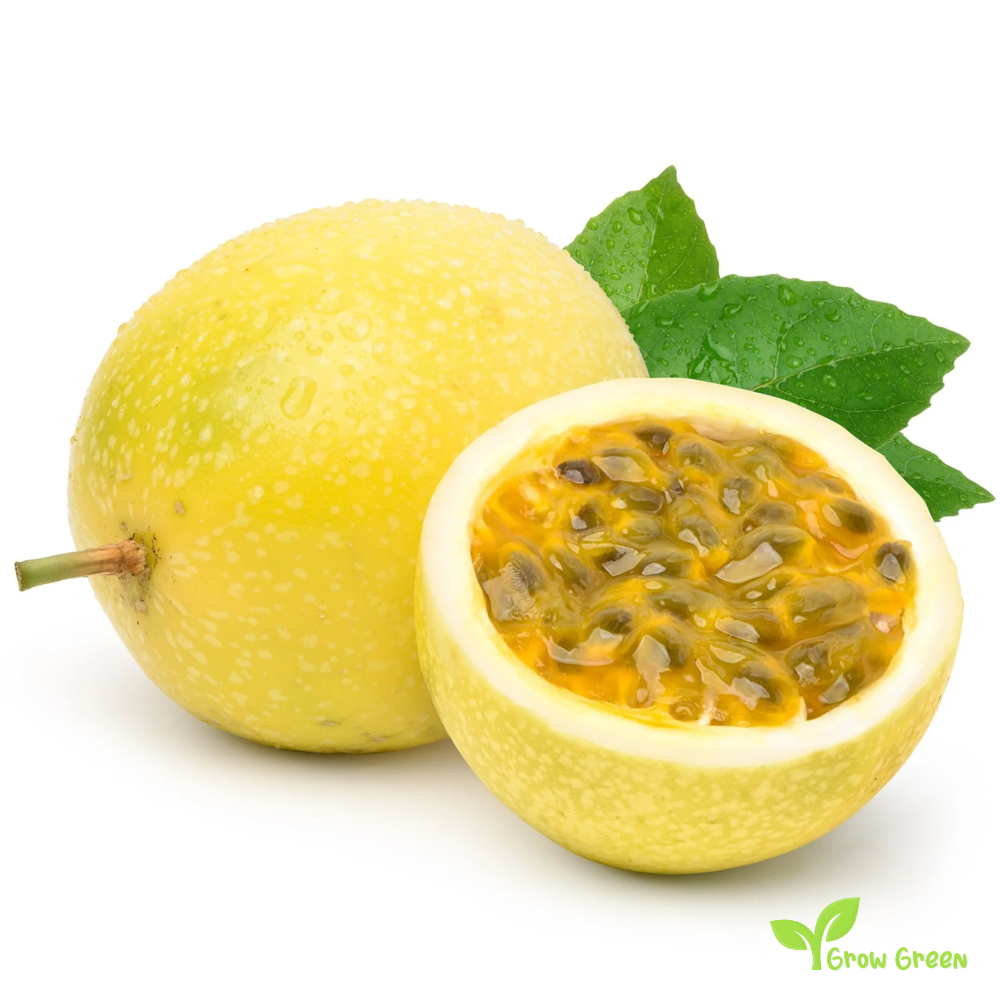 20 seeds of Maracuya - YELLOW PASSIFLORA - Passion Fruit + 5 seeds Sunflower