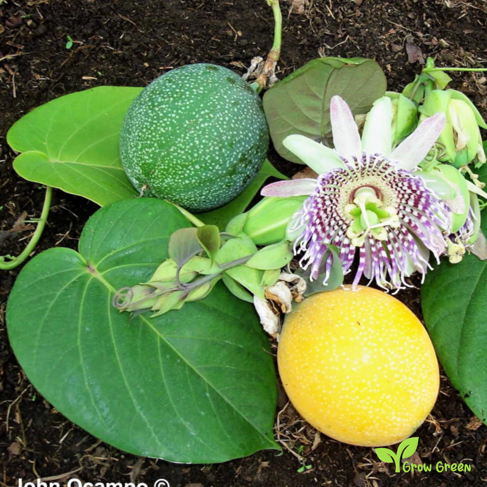 20 seeds of Maracuya - YELLOW PASSIFLORA - Passion Fruit + 5 seeds Sunflower