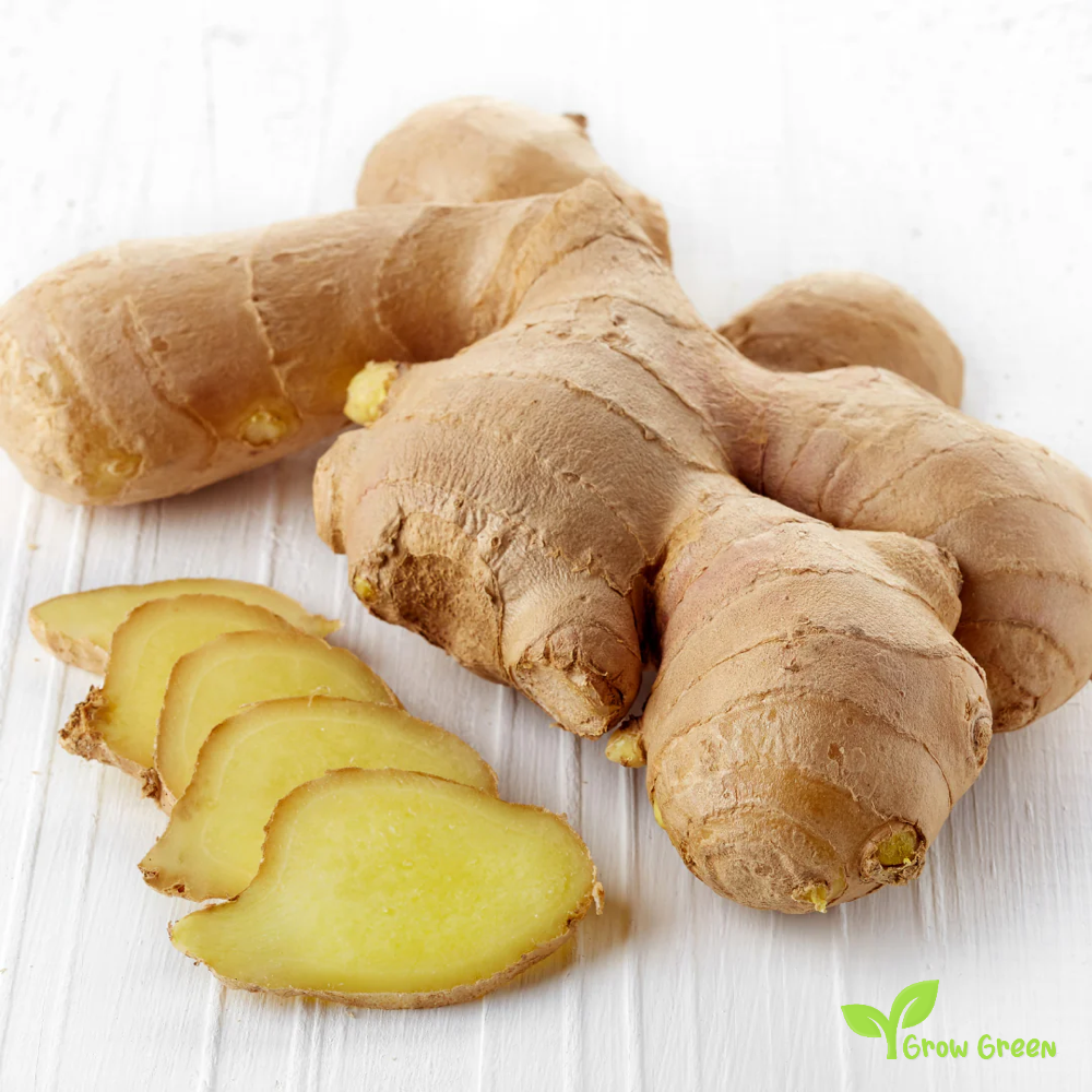 2 rhizome of Ginger - ZINGIBER OFFICINALE + 5 seeds Sunflower
