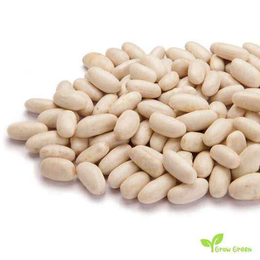 100 seeds of Cannellini Bean - PHASEOLUS VULGARIS + 5 seeds Sunflower