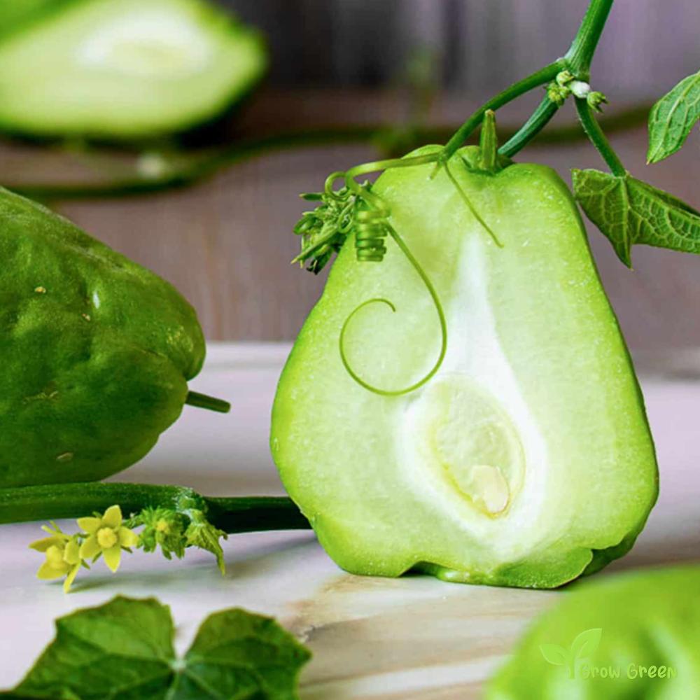 1 seed of Chayote - SECHIUM EDULE - Choko + 5 seeds Sunflower