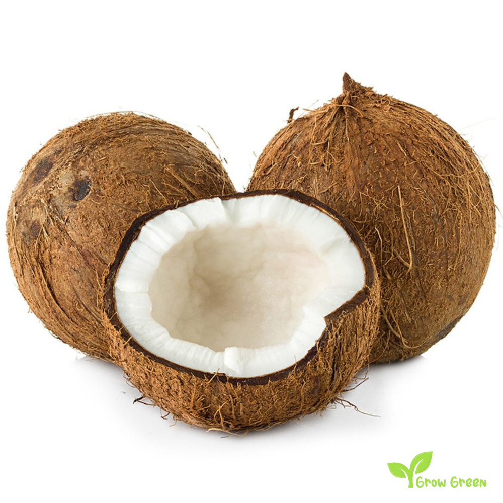 1 seed of Coconut Tree - COCOS NUCIFERA - Coconut Palm + 5 seeds Sunflower
