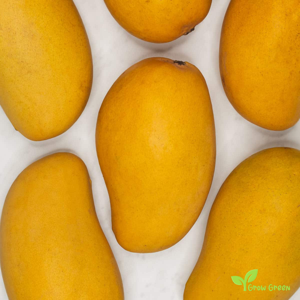 1 seed of Yellow Mango Small - MANGIFERA INDICA + 5 seeds Sunflower