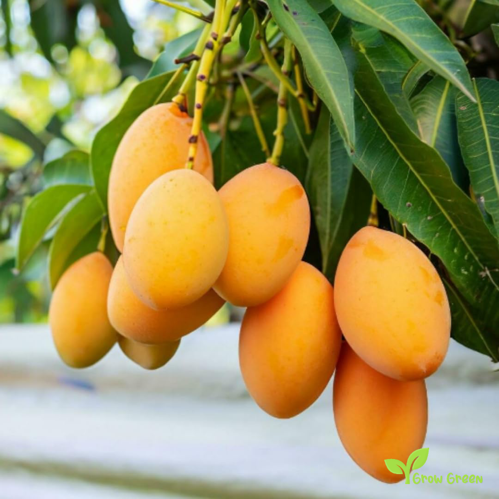 1 seed of Yellow Mango Small - MANGIFERA INDICA + 5 seeds Sunflower