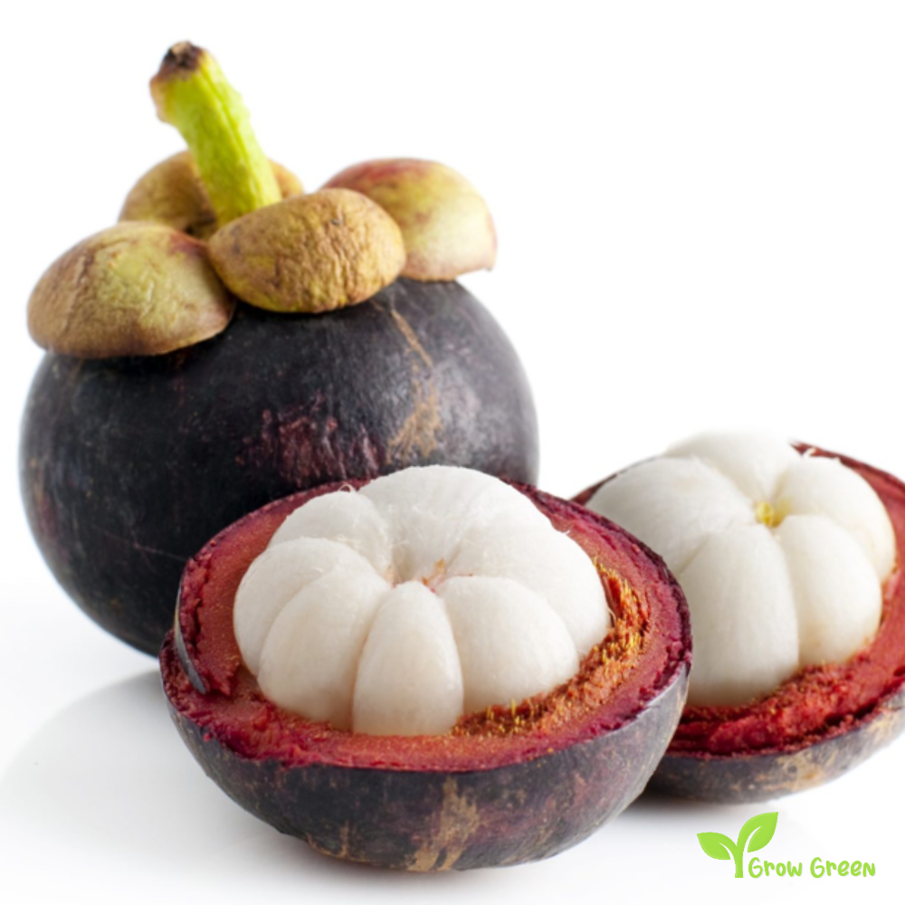 1 seeds of  Mangosteen - GARCINIA MANGOSTANA + 5 seeds Sunflower