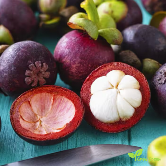 1 seeds of  Mangosteen - GARCINIA MANGOSTANA + 5 seeds Sunflower