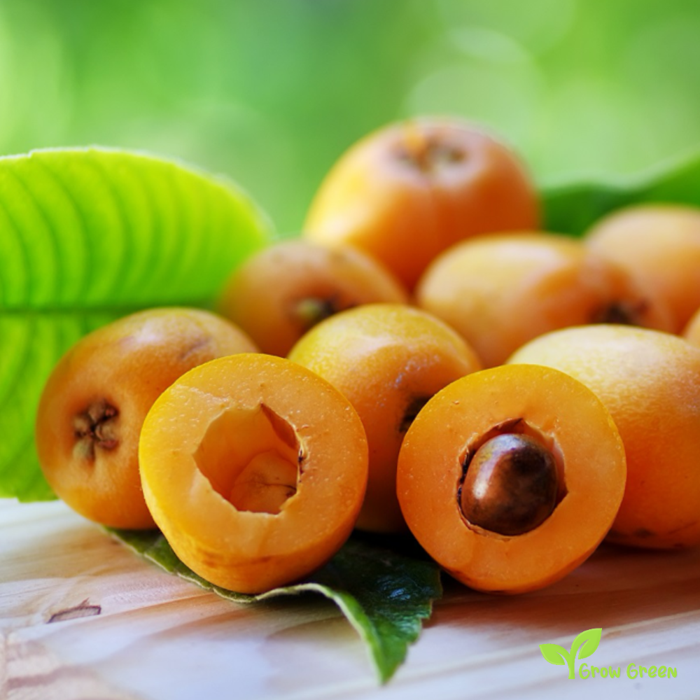 2 seeds of Loquat - ERIOBOTRYA JAPONICA + 5 seeds Sunflower