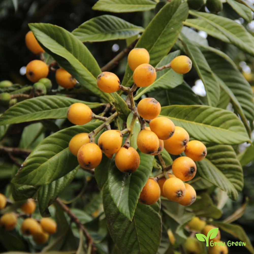 2 seeds of Loquat - ERIOBOTRYA JAPONICA + 5 seeds Sunflower