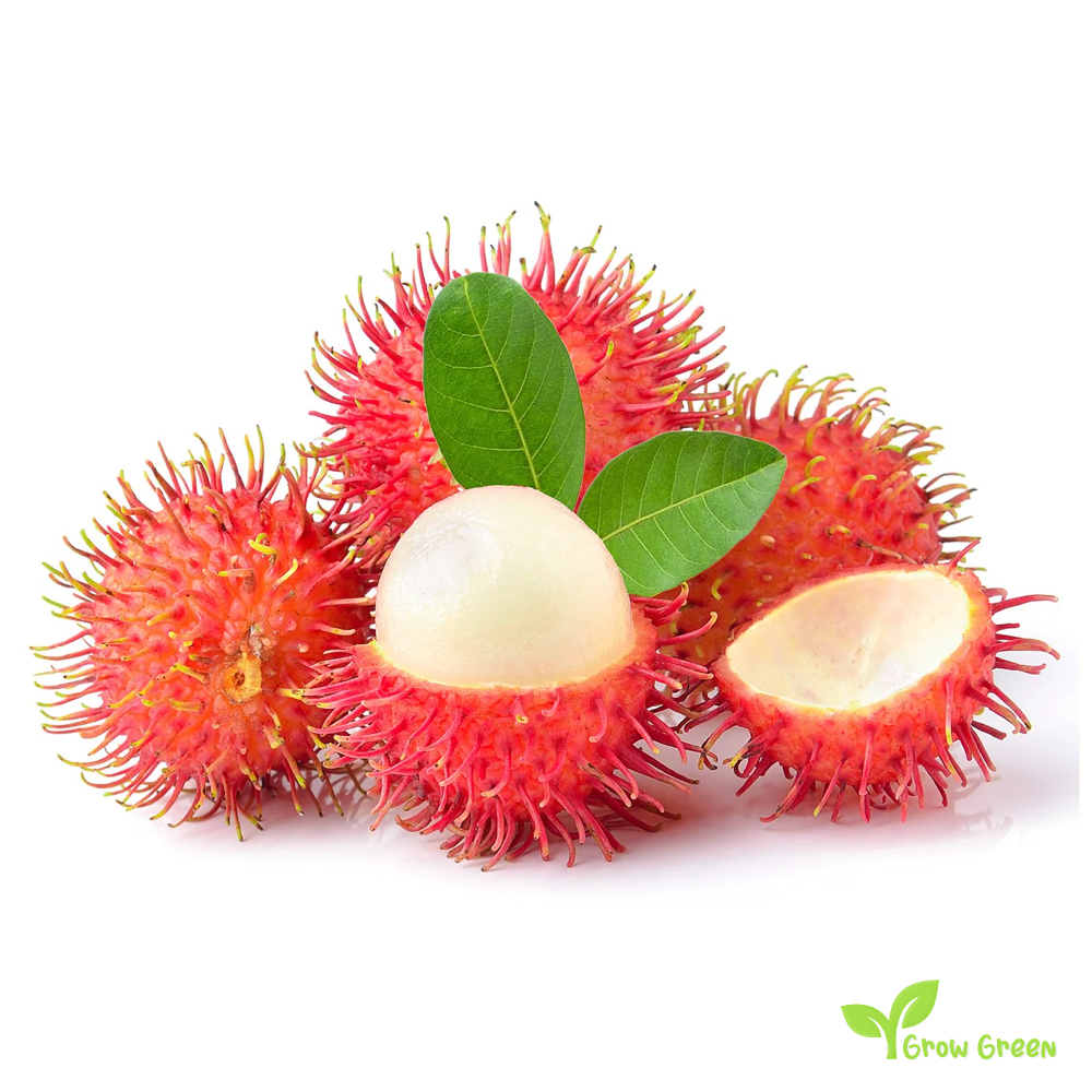 2 seeds of Rambutan - NEPHELIUM IAPPACEUM + 5 seeds Sunflower