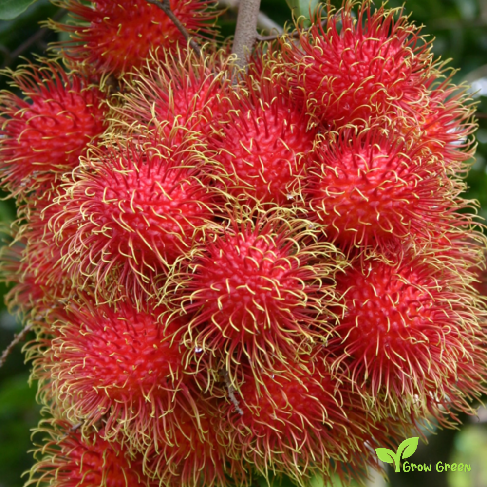 2 seeds of Rambutan - NEPHELIUM IAPPACEUM + 5 seeds Sunflower