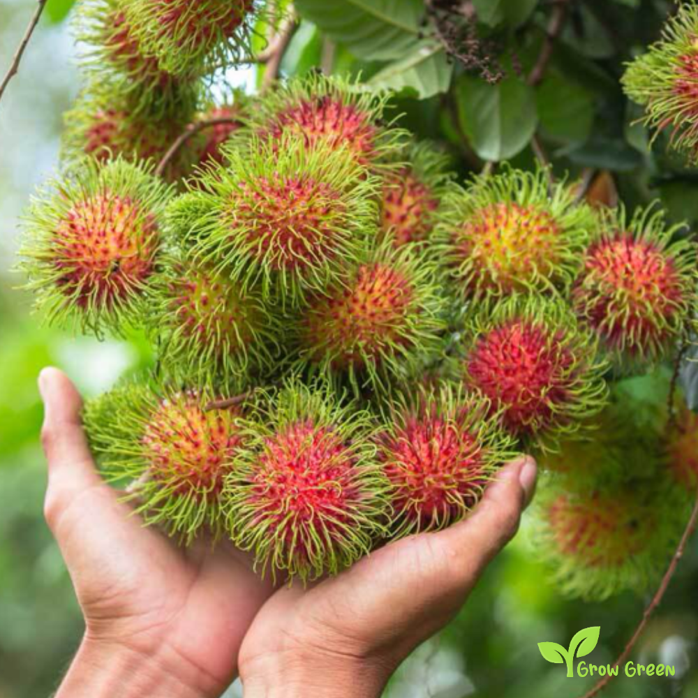 2 seeds of Rambutan - NEPHELIUM IAPPACEUM + 5 seeds Sunflower