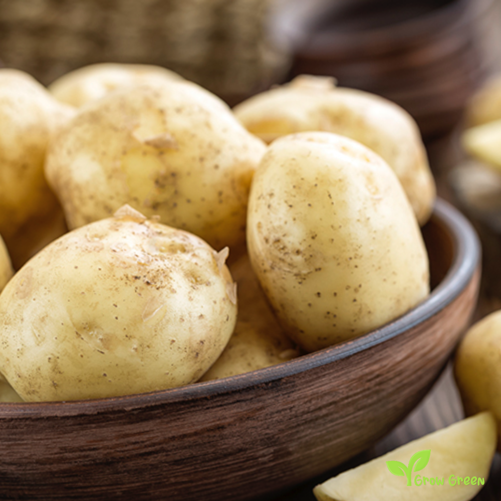 10 roots of New Potato - Solanum Tuberosum + 5 seeds Sunflower