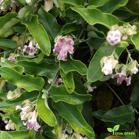 15 seeds Moth Plant - ARAUJIA SERICIFERA - FALSE Choko + 5 seeds of Sunflower