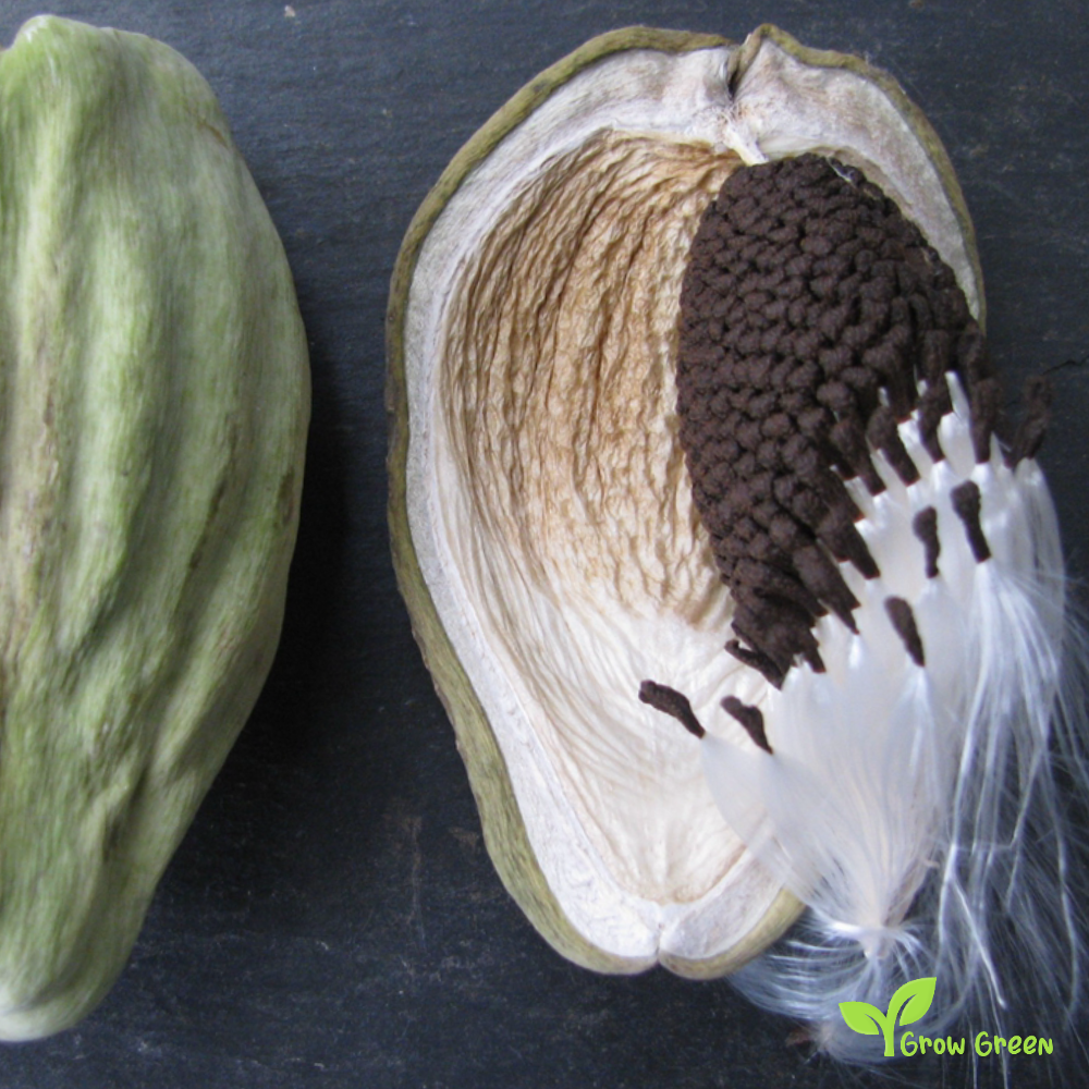 15 seeds Moth Plant - ARAUJIA SERICIFERA - FALSE Choko + 5 seeds of Sunflower