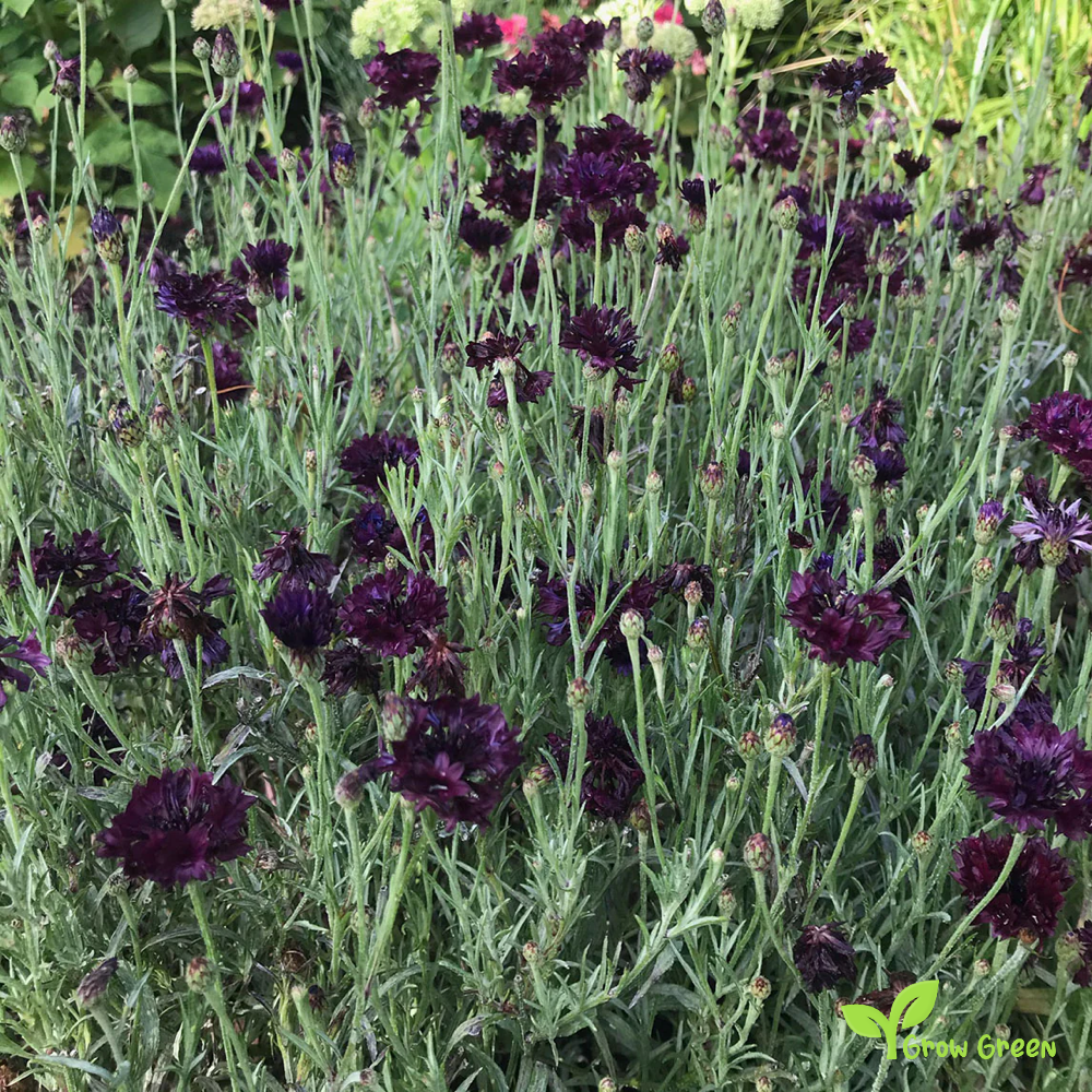 15 seeds Black Cornflower - CENTAUREA CYANUS - Bachelor's Button + 5 seeds Sunflower