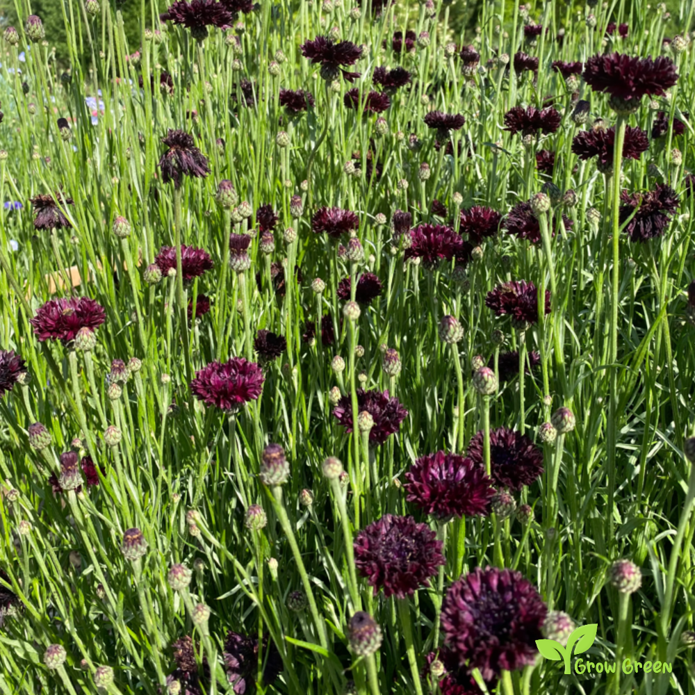 15 seeds Black Cornflower - CENTAUREA CYANUS - Bachelor's Button + 5 seeds Sunflower