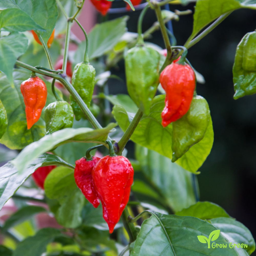 15 seeds Bhut Jolokia Red Chilli Pepper - CAPSICUM CHINENESE - 5 seeds Sunflower