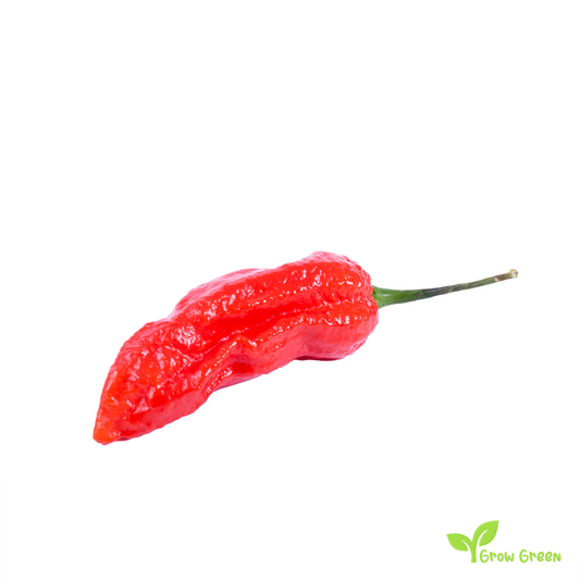 15 seeds Bhut Jolokia Red Chilli Pepper - CAPSICUM CHINENESE - 5 seeds Sunflower