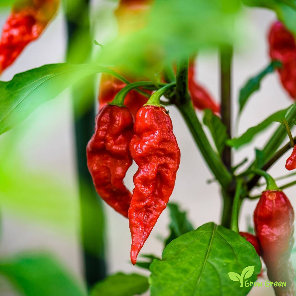 15 seeds Bhut Jolokia Red Chilli Pepper - CAPSICUM CHINENESE - 5 seeds Sunflower