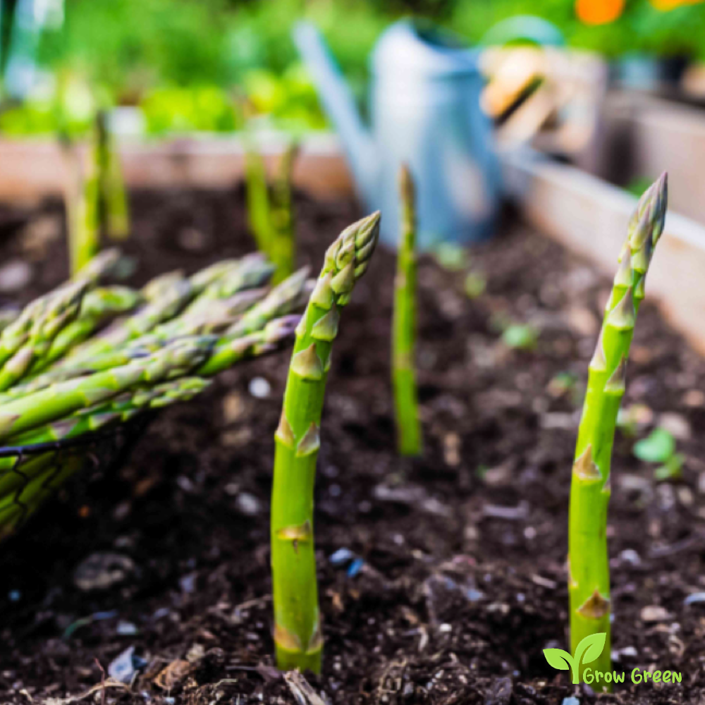 15 seeds Asparagus - ASPARAGUS OFFICINALIS + Sparrow Grass + 5 seeds of Sunflower