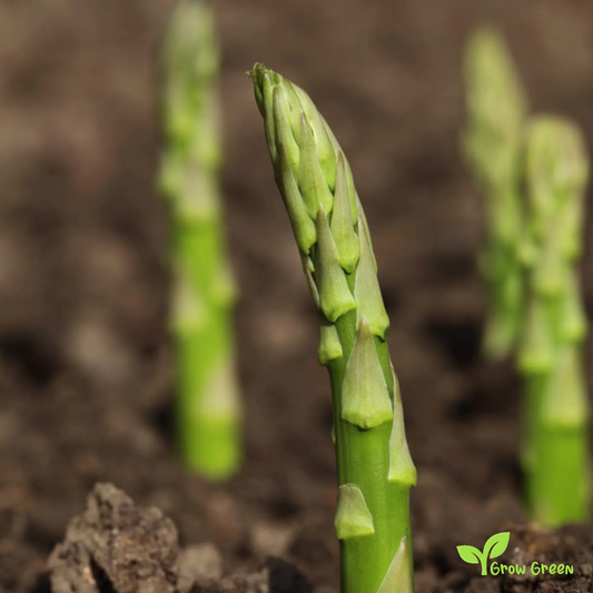 15 seeds Asparagus - ASPARAGUS OFFICINALIS + Sparrow Grass + 5 seeds of Sunflower