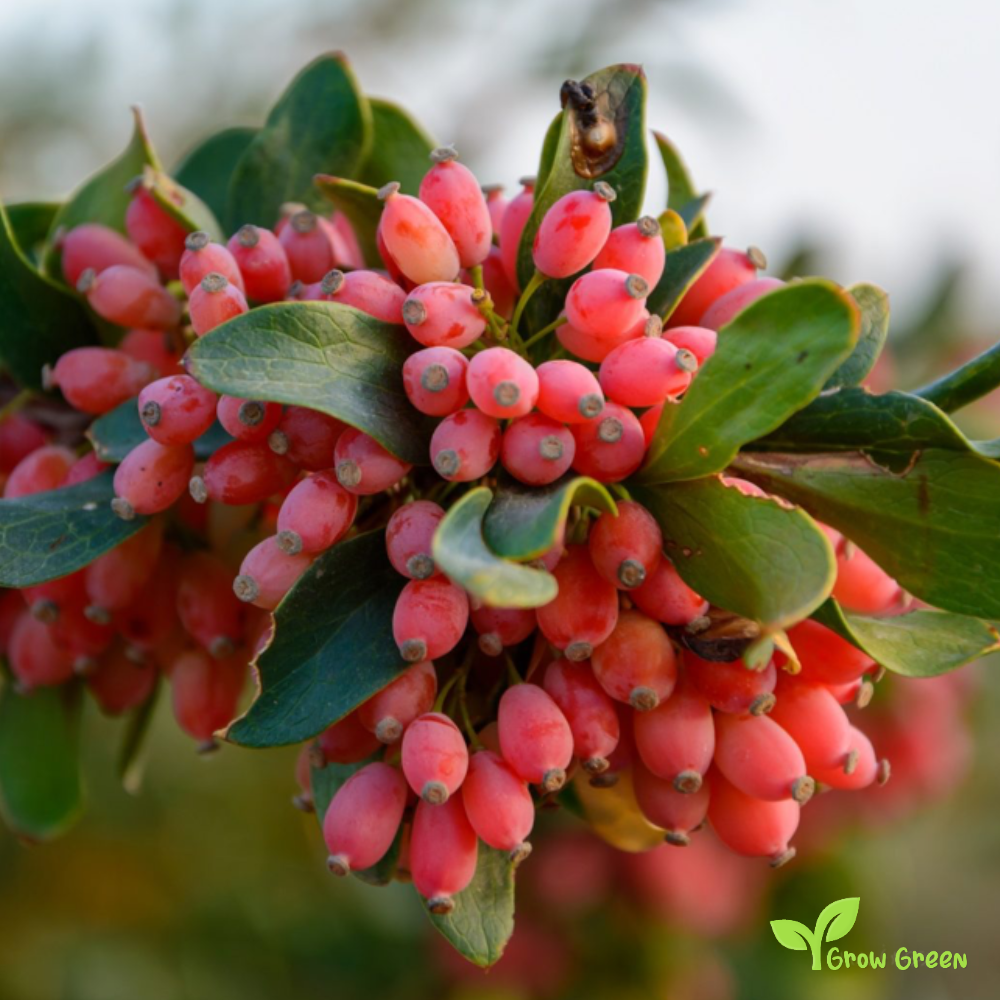 5 seeds of Barberry - BERBERIS VULGARIS - Berberis - 5 seeds of Sunflower