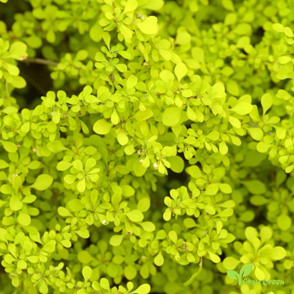 5 seeds of Barberry - BERBERIS VULGARIS - Berberis - 5 seeds of Sunflower