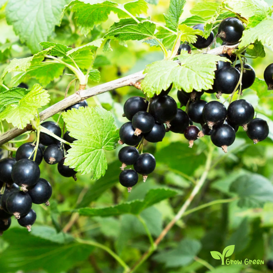 15 seeds of Black Currant - RIBES NIGRUM - Black Ribes + 5 seeds Sunflower