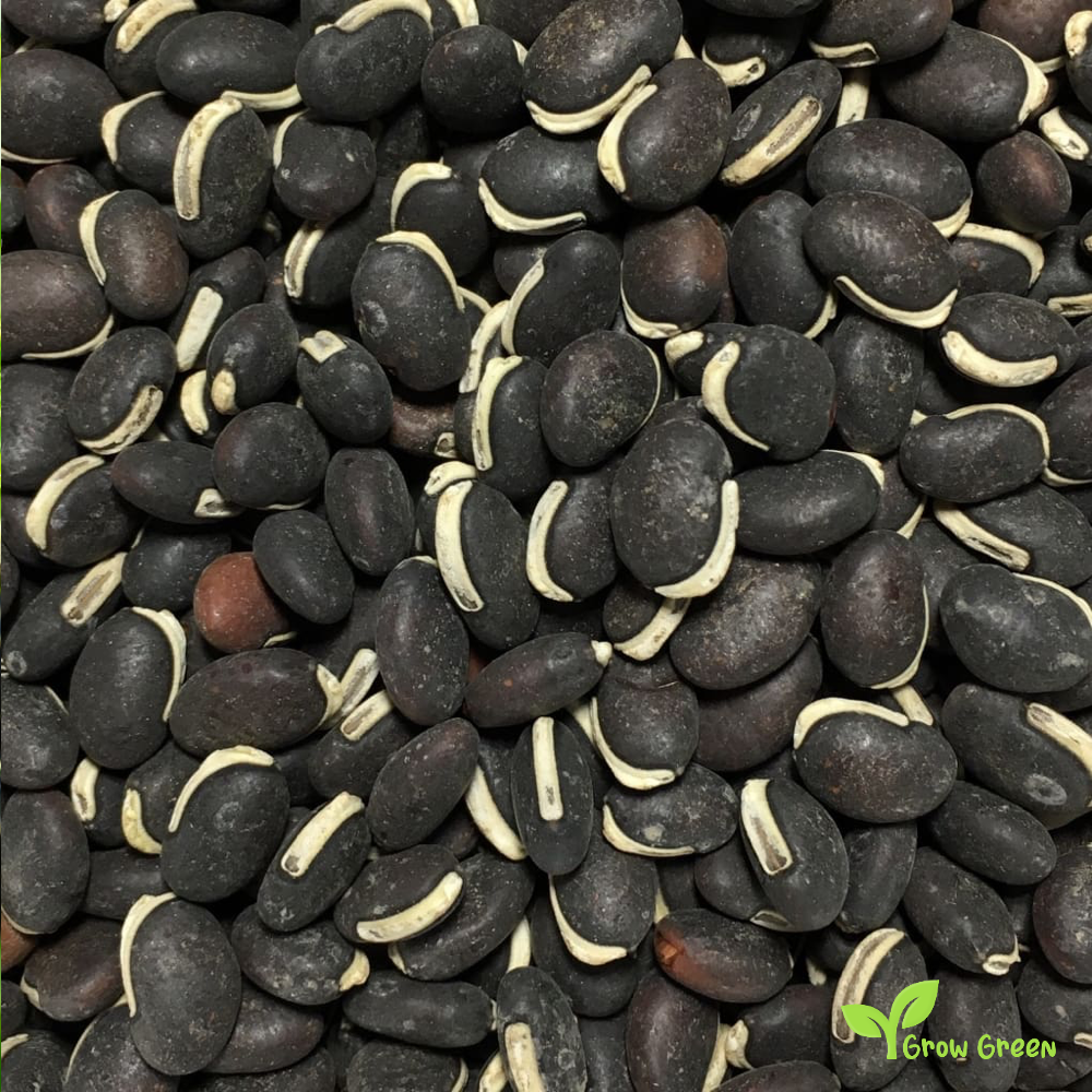 30 seeds of BLACK Lablab Purpureus - HYACINTH BEAN  Dolichos + 5 seeds Sunflower