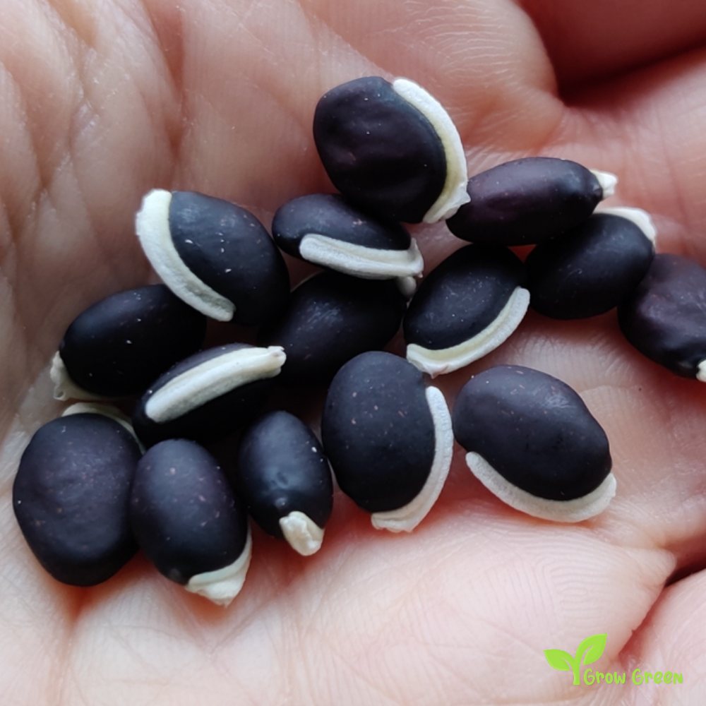 30 seeds of BLACK Lablab Purpureus - HYACINTH BEAN  Dolichos + 5 seeds Sunflower
