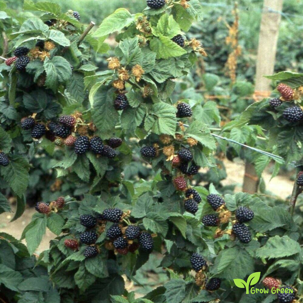 15 seeds of Blackberry Butte' - RUBUS - Long Blackberry + 5 seeds of Sunflower