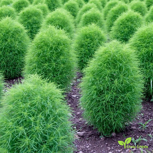 15 seeds of Burningbush - BASSIA SCOPARIA - Kochia + 5 seeds Sunflower