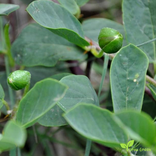 15 seeds of Caper - CAPPARIS SPINOSA + 5 seeds Sunflower