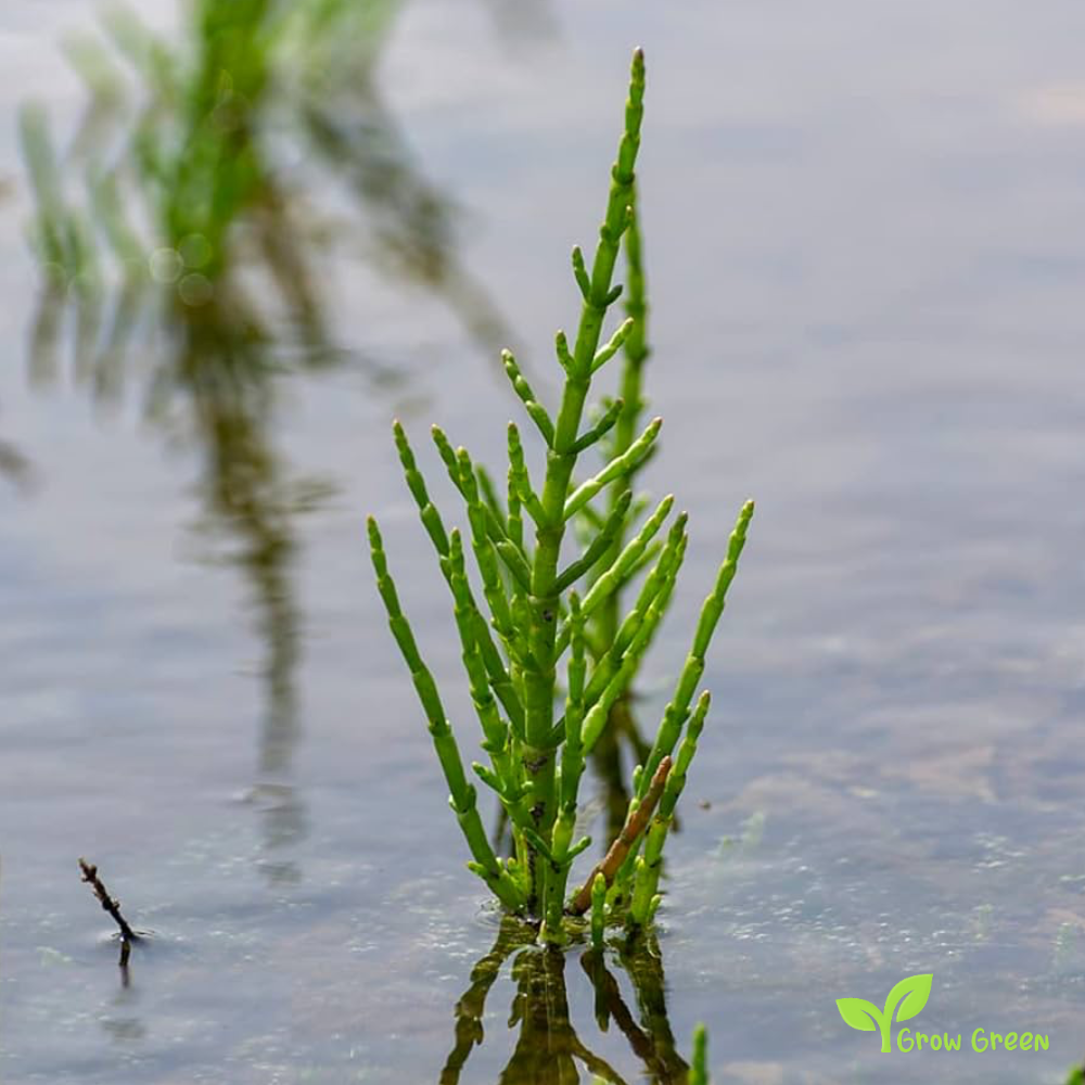 10 Samphire stems sprigs - SALICORNIA EUROPAEA - Glassworth + 5 seeds Sunflower