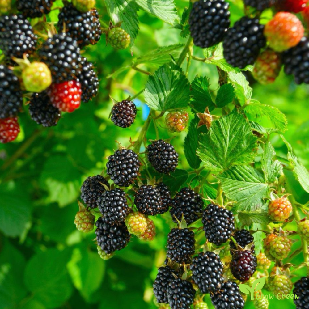 15 seeds of Classic Blackberry - RUBUS  + 5 seeds of Sunflower