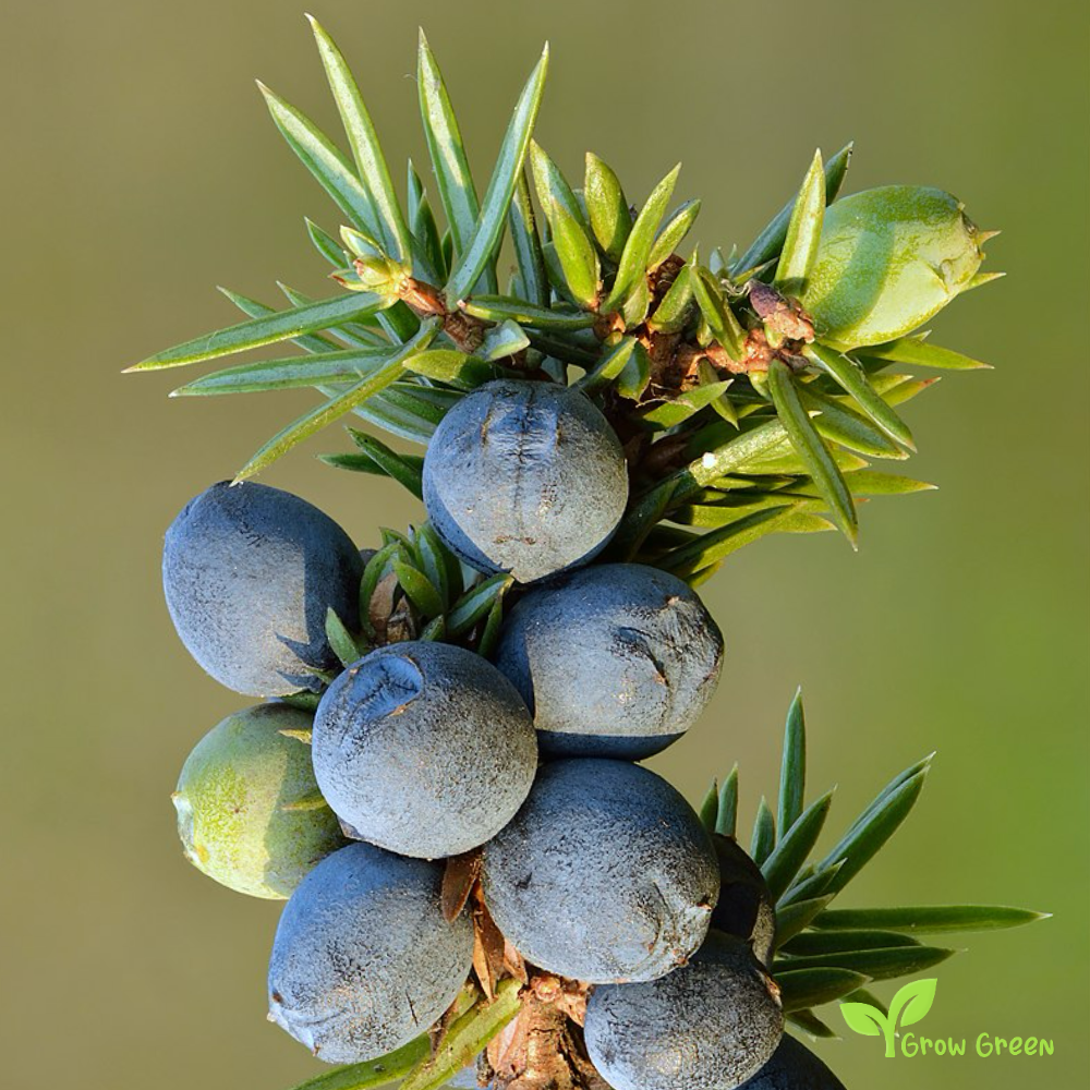10 seeds of Common Juniper - JUNIPERUS COMMUNIS + 5 seeds Sunflower