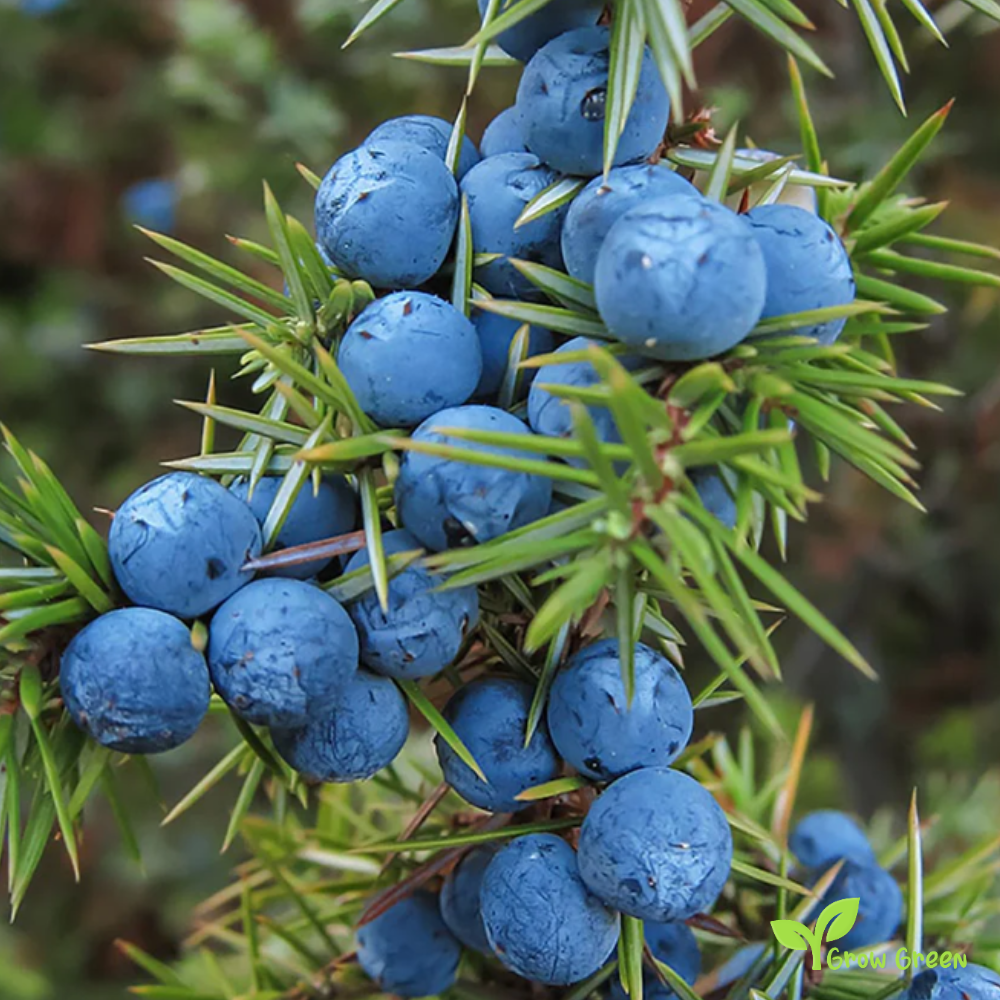 10 seeds of Common Juniper - JUNIPERUS COMMUNIS + 5 seeds Sunflower