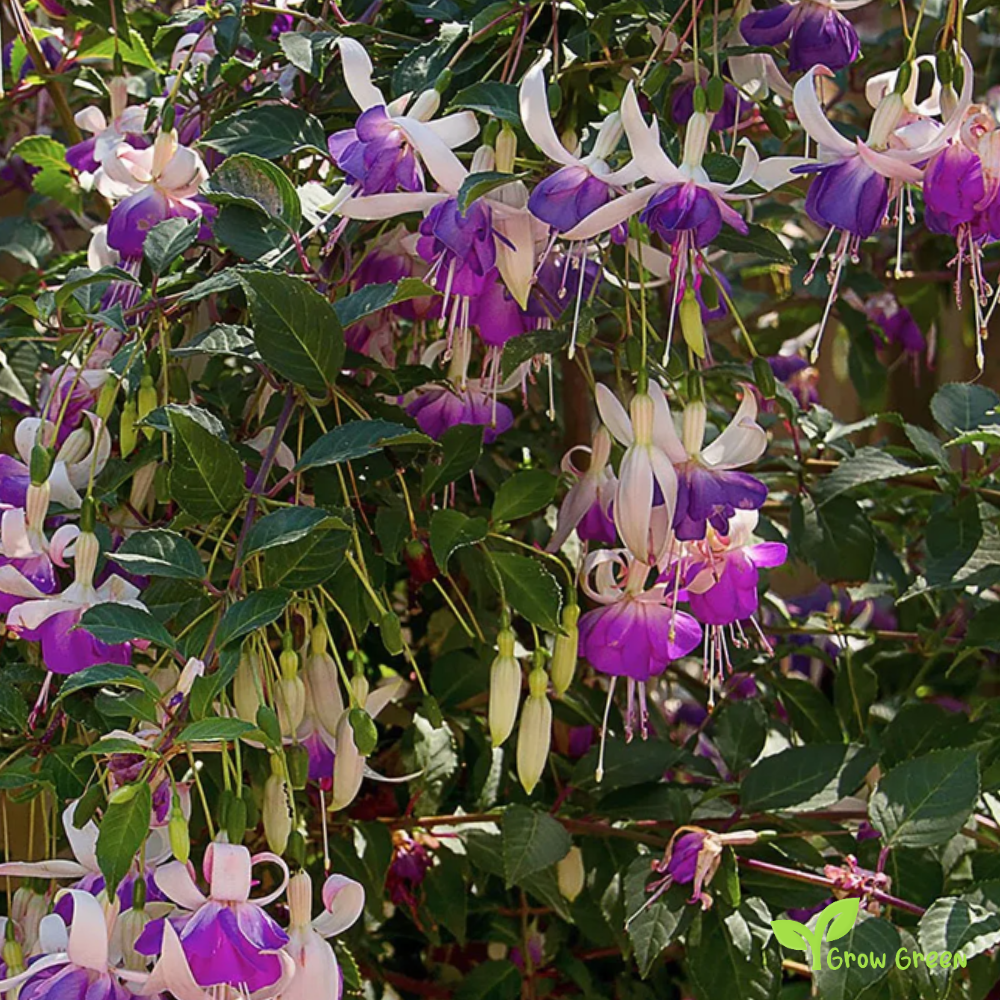 Fucsia Mixed (fuchsia) | 10 seeds