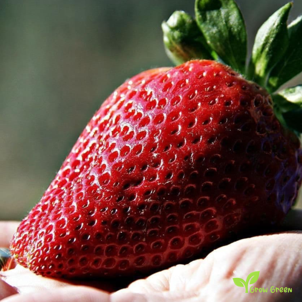 20 seeds of Giant Strawberry - FRAGARIA ANANASSA + 5 of Sunflower