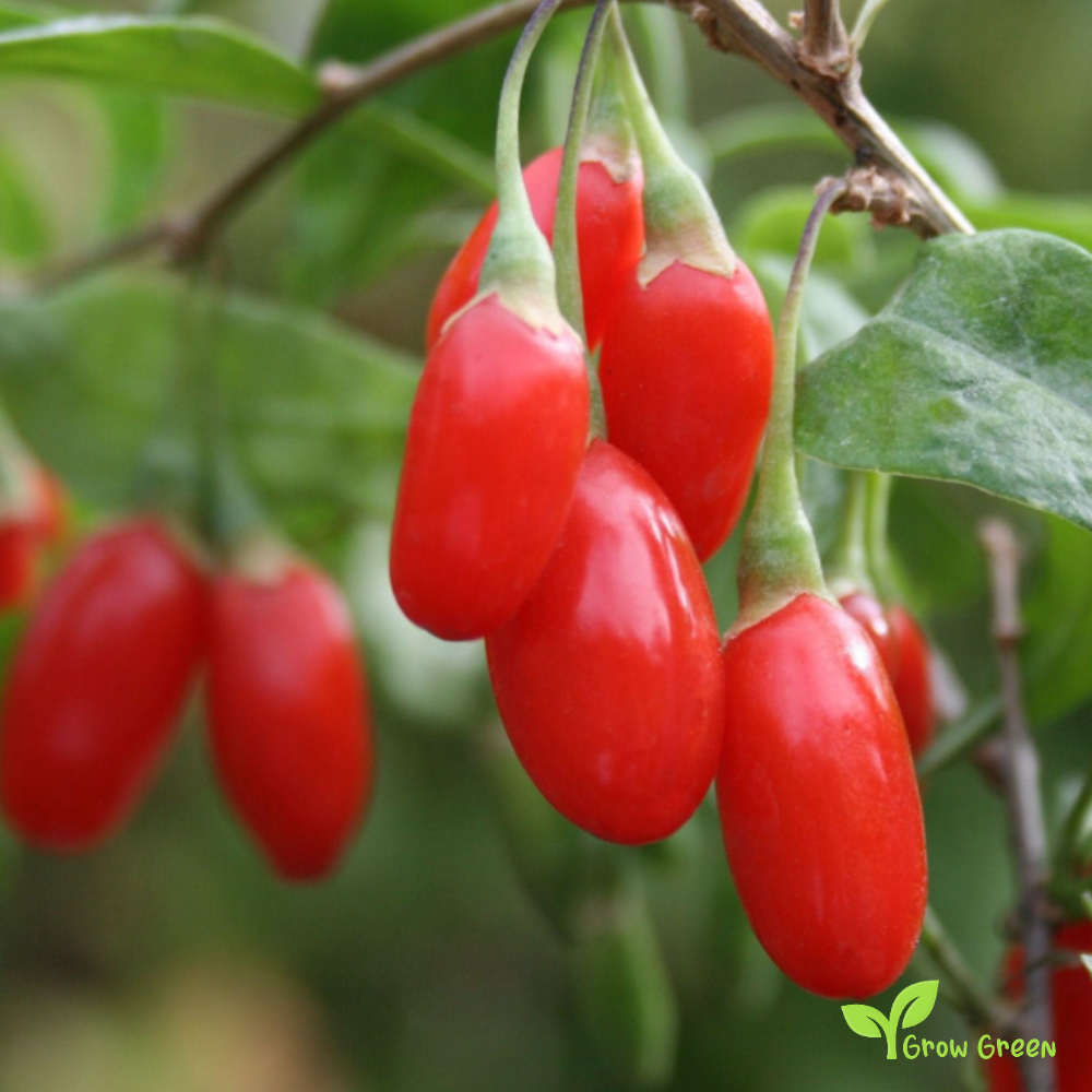 15 seeds of Goji - LYCIUM BARBARUM - Wolf Berry - Plus 5 seeds of Sunflower