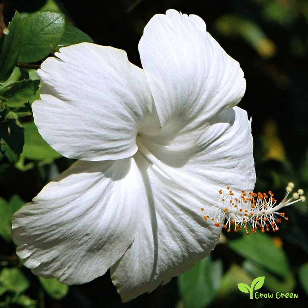 5 seeds of Hibiscus White - HIBISCUS + 5 seed Sunflower