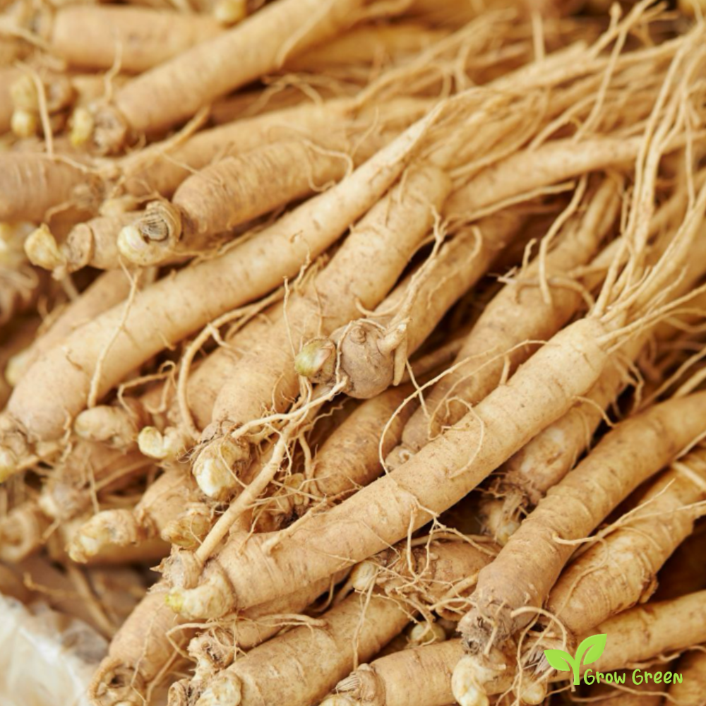 10 seeds of Indian Ginseng - WITHANIA SOMNIFERA - Ashwagandha + 5seeds of Sunflower